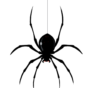 freshman-spider.png